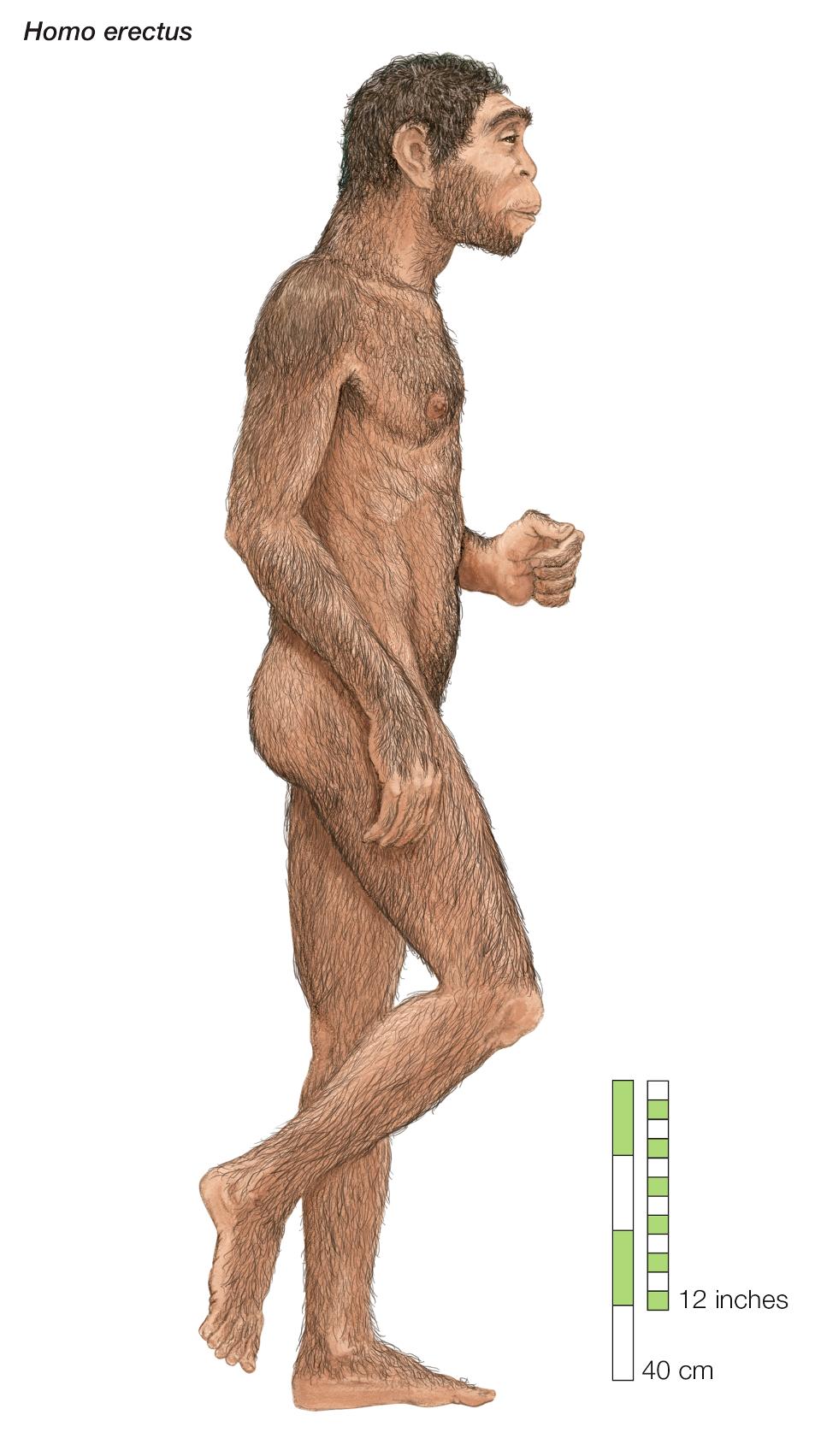Homo Erectus, ″Upright Man,″ Which Lived From Approximately 1,700,000 To 200,000 Years Ago.
