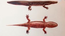 Giant salamander may be the world's largest amphibian