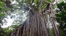 Is Amazon Care the beginning of a strangler fig for health care?