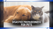 Disaster preparedness for pets -