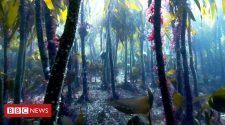 David Attenborough: Save Sussex's magical kelp forests