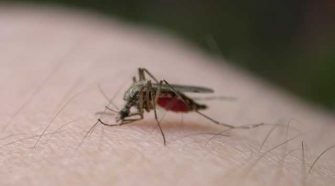 First human case of West Nile Virus confirmed in Massachusetts