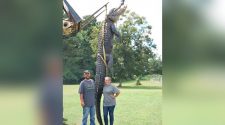Record-breaking alligator found in Georgia 