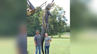 Record-breaking alligator found in Georgia 