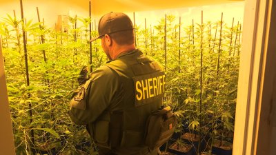 An officer looks at marijuana plants grown at a home in Rancho Cucamonga in a photo released by the San Bernardino County Sheriff's Department on Jan. 16, 2019.