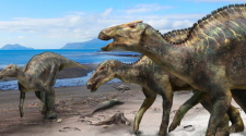 New dinosaur species found: Kamuysaurus japonicus - a plant-eating hadrosaur - was discovered in Japan