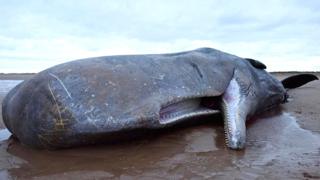 A sperm whale lies dead after becoming stranded on a beach between Old Hunstanton and Holme