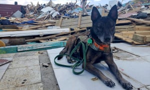 A search and rescue dog takes a rest among the devastation in Marsh Harbour.