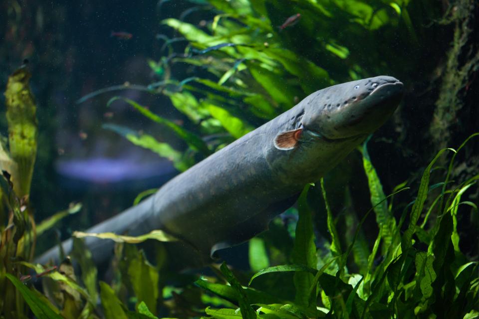 Electric eel (Electrophorus electricus).