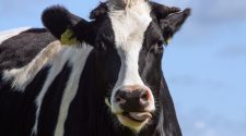 Dispute Over Bull Semen Technology Continues in Wisconsin Federal Court