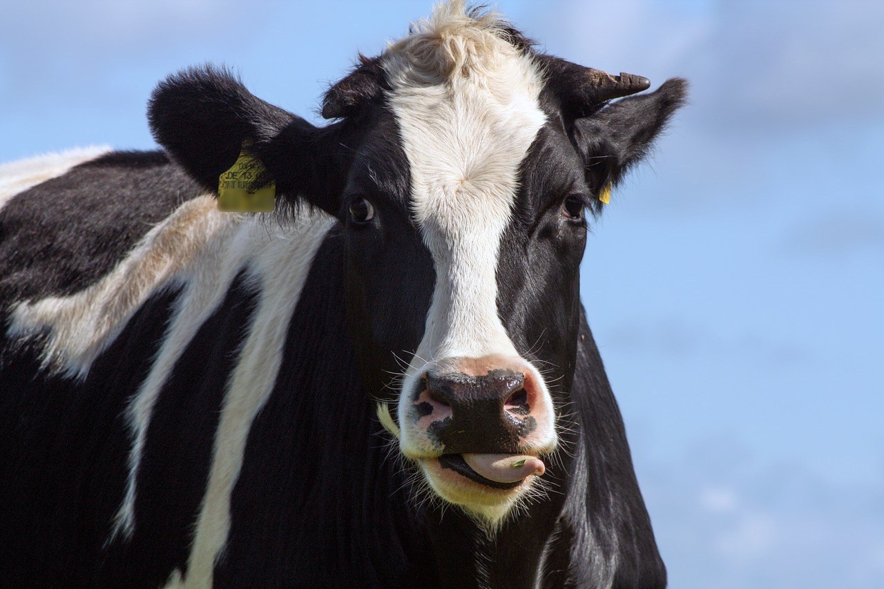 Dispute Over Bull Semen Technology Continues in Wisconsin Federal Court