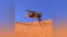 Health inspectors raise awareness on dengue fever – FBC News