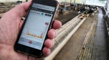Holy cow! Dairy herd tests new wireless technology
