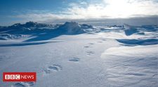 Collecting polar bear footprints to map family trees
