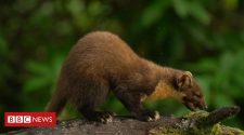 Pine martens returned to Forest of Dean after facing extinction