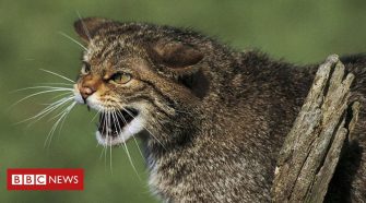 More than a quarter of UK mammals face extinction
