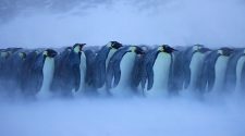 Climate change: Emperor penguin 'needs greater protection'