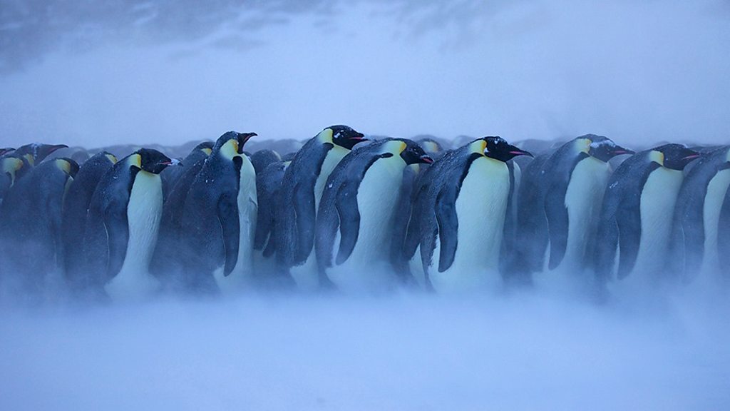 Penguin Feathers Emperor High Resolution Stock Photography And Images