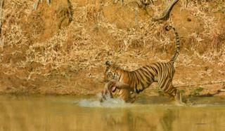 Tiger with prey