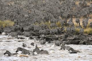 Stampeding zebras