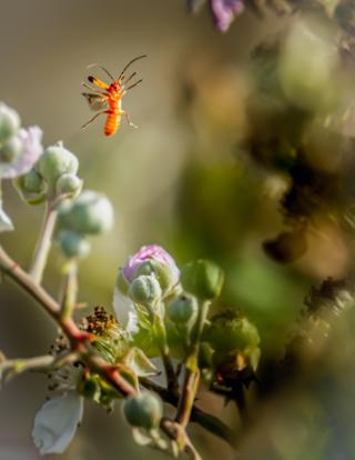 Red soldier beetle