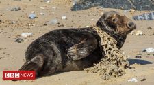 Norfolk RSPCA centre saves 50th seal with injuries from rubbish