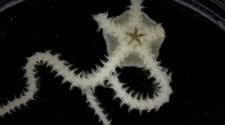 A Magical World of Brittle Stars Is Under Threat