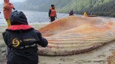 Satellites to monitor whale strandings from space