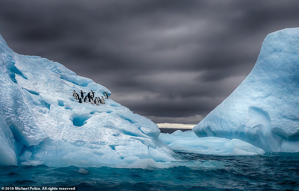A group of Adélie penguins on the Antarctic Peninsula, close to Fortín Sargento Cabral