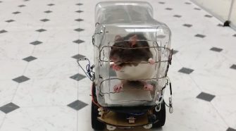 Rats taught to drive tiny cars to lower their stress levels