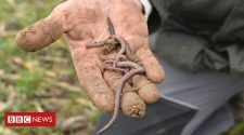 Earthworms' place on Earth mapped