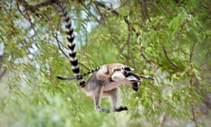 A ring-tailed lemur (Lemur catta) leaping through the canopy carrying an infant in Tsimanampetsotsa national park, Madagascar