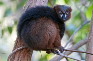 A male red-bellied lemur (Eulemur rubriventer) with its tail wrapped around its body, in Ialasatra, Madagascar