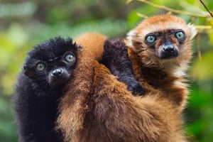 Captive male (left) and female blue-eyed black lemurs (Eulemur flavifrons)