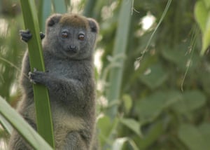 A Lake Alaotra gentle lemur