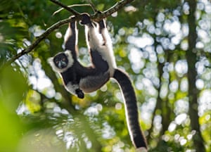 A black-and-white ruffed lemur (Varecia variegata), Ankanin Ny Nofy, Madagascar