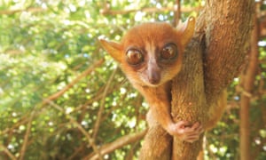 A Sambirano mouse lemur (Microcebus sambiranensis)