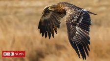 Migrating Russian eagles run up huge data roaming charges