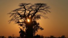Ancestral homeland of modern humans in Botswana, study finds | Botswana News