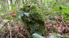 Bronze Age monument discovered in Forest of Dean