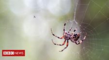 Spiders inspire double-sided sticky tape to heal wounds