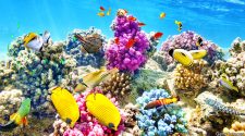 How to save the world’s coral reefs