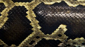 Invasive Burmese pythons may have a new foe with recent technology