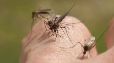 Indiana resident dies of mosquito-borne EEE in first human case in more than 20 years: health officials