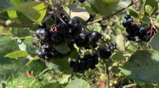 Aronia berries are native to North America and have the highest amount of antioxidants of any berry on the market. Emma Vatnsdal / Forum News Service