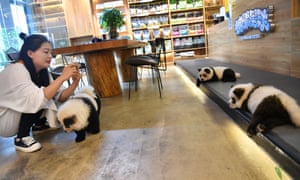 Chow chow dogs painted as giant pandas in the Chengdu cafe.