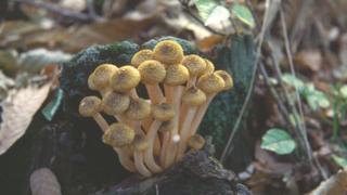 Honey fungus: A plant pathogen found around the world