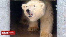 How Misha the Bristol polar bear changed zoos forever
