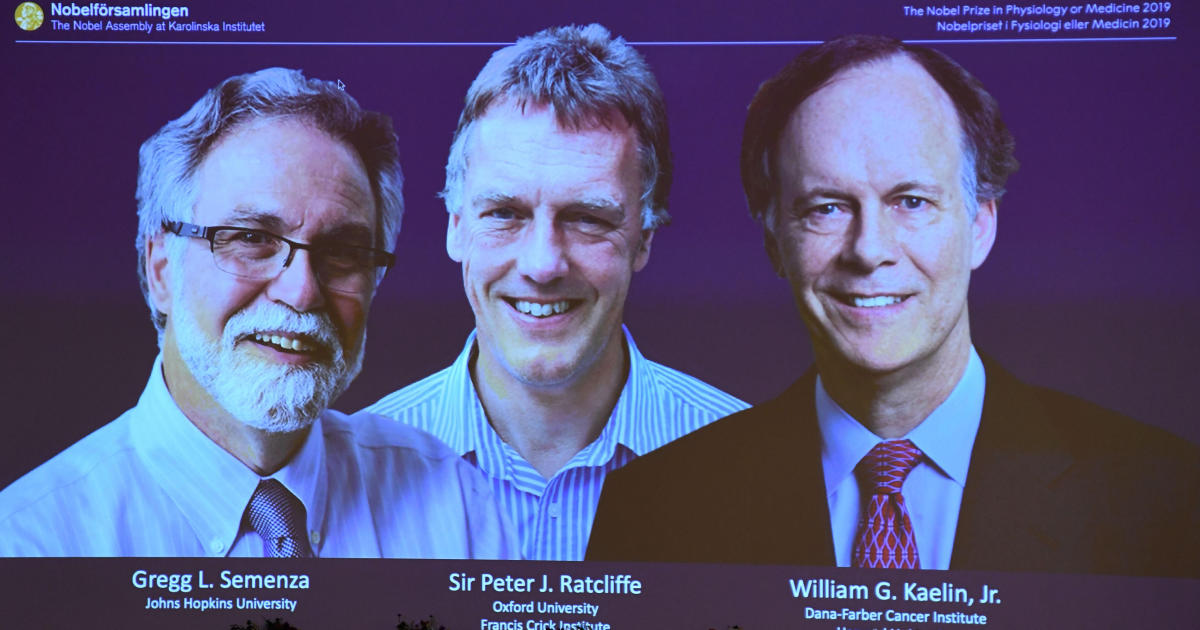 From left to right, the winners of the 2019 Nobel Prize in physiology or medicine, Gregg Semenza of the U.S., Peter Ratcliffe of Britain and William Kaelin of the U.S., appear on a screen during a press conference at the Karolinska Institute in Stockholm, 