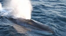 Genetic Research Identifies Fin Whales as a Separate Subspecies